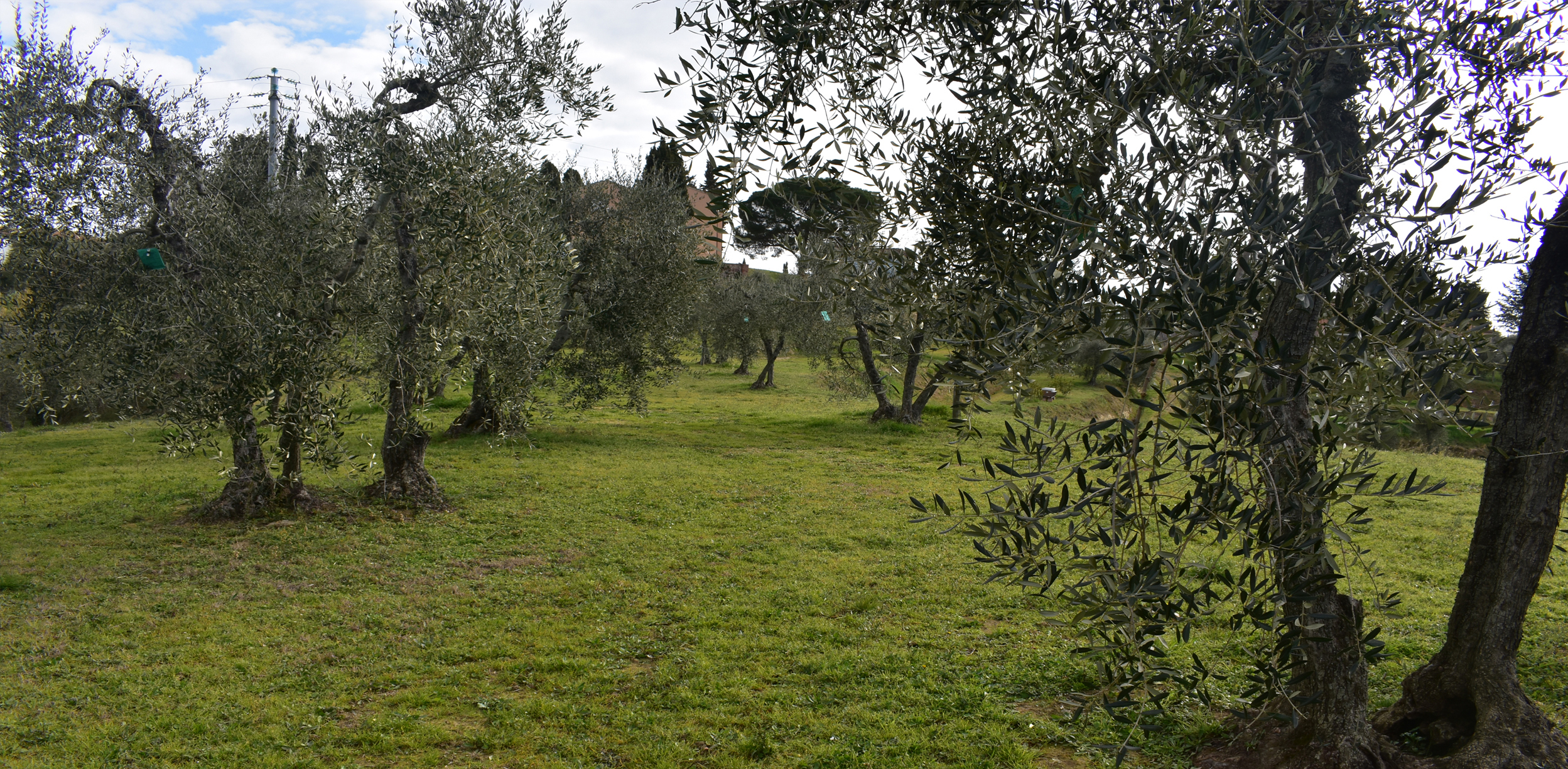 Bottiglie Pinot Casalini Partino